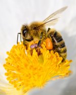 Bee-208.jpg