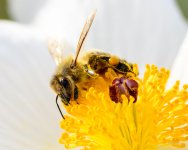 Bee-209.jpg