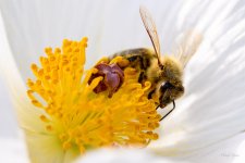 Bee-210.jpg