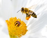 Bee-211.jpg