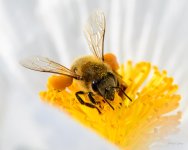 Bee-212.jpg