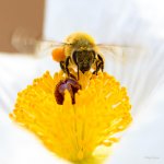 Bee-214.jpg