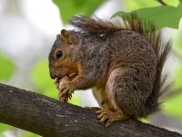 Squirrel.jpg