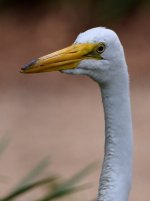 Egret.jpg