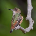 Hummer12.jpg