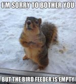 biredfeederempty_zpsatibk7kk.jpg