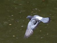 DSC_0114.jpg