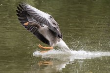 DSC_0134.jpg