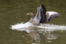 DSC_0138.jpg