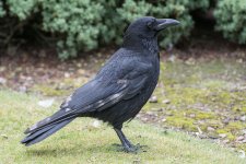 DSC_0156.jpg