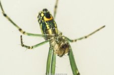 Garden-Spider-Macro.jpg