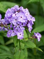 DSC_0111.jpg