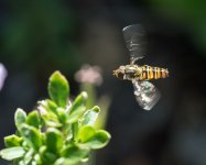 DSC_0265.jpg