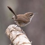 Wren2.jpg
