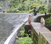 Bike and monkeys.jpg