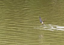 DSC_0175.jpg
