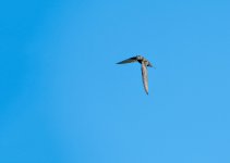 DSC_0312.jpg