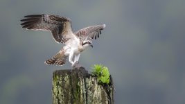 _DSC5700-Edit.jpg