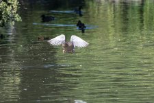 DSC_0372.jpg