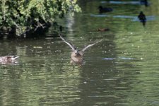 DSC_0375.jpg