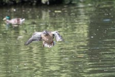 DSC_0376.jpg