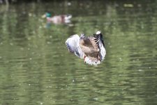 DSC_0378.jpg