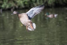 DSC_0382.jpg