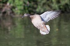 DSC_0383.jpg