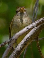 Vireo2.jpg