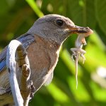 Bluebird2.jpg