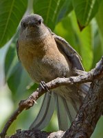 Bluebird12.jpg
