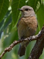 Bluebird16.jpg