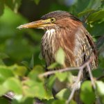 GreenHeron4.jpg