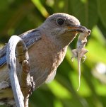 Bluebird3.jpg