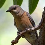 Bluebird8.jpg