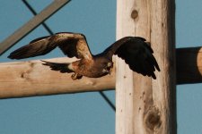 highway 7 birding -DSC_0238-0019.jpg