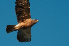 highway 7 birding -DSC_0432-0046.jpg