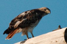 highway 7 birding -DSC_0162-0004.jpg