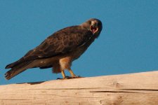 highway 7 birding -DSC_0417-0041.jpg