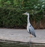 DSC_0428.jpg