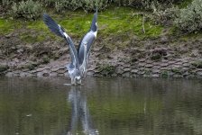 DSC_0499.jpg