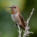 Hummer4.jpg