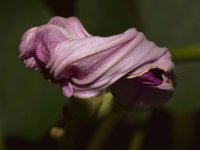 Flower.jpg