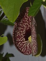 Aristolochia3.jpg