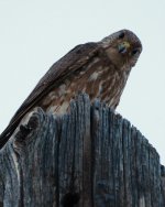 downtown hawk -DSC_0786-0053.jpg