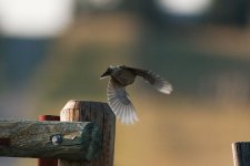 highway 7 birding -DSC_0203-0013.jpg