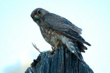 downtown hawk -DSC_0776-0034.jpg