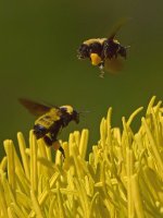 Bees.jpg