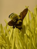 Bees3.jpg