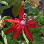 Passiflora.jpg